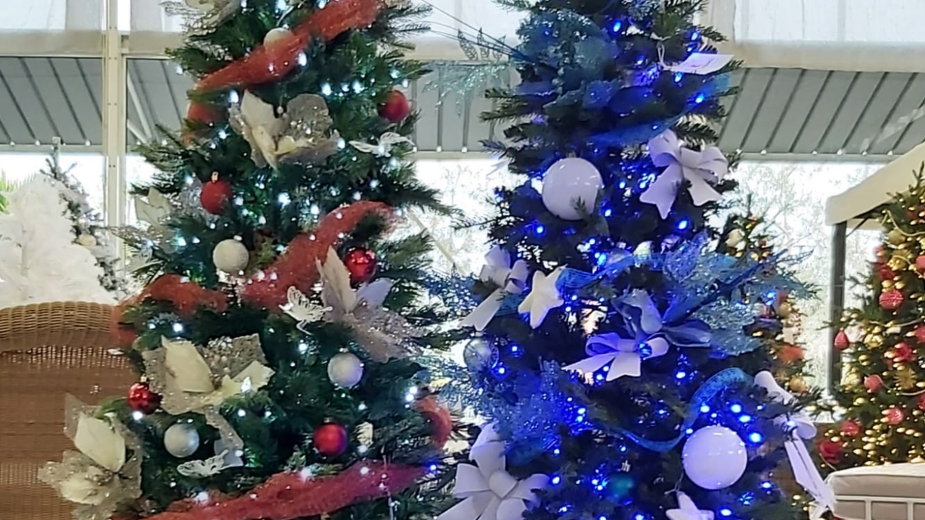 alberi -econom